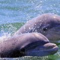 Shocking Discovery! Texas Dolphins Are Contaminated With Cocaine and No One Seems to Care