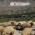 Nevada Driver Who Hit and Killed 39 Sheep Near Lovelock Receiving Death Threats, Sheriff Says