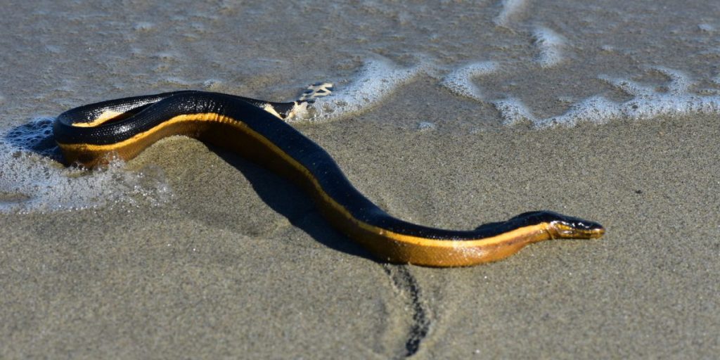 The Most Dangerous Snakes in Hawaii What to Do When You See One