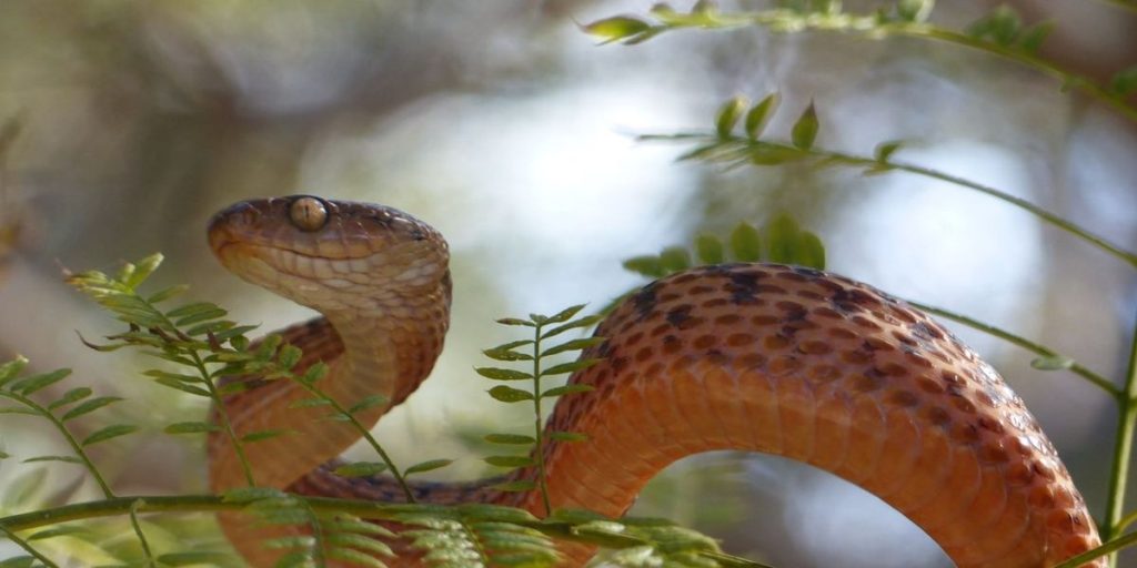 The Most Dangerous Snakes in Hawaii What to Do When You See One (1)