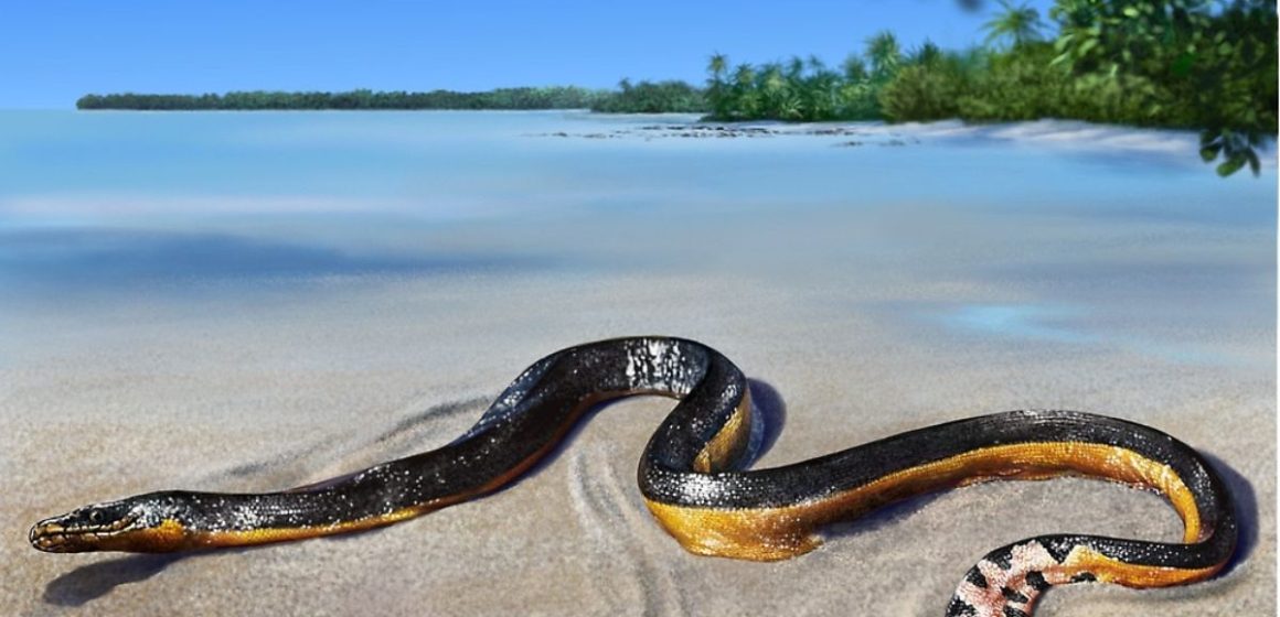 The Most Dangerous Snakes in Hawaii What to Do When You See One (2)