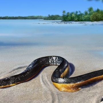 The Most Dangerous Snakes in Hawaii What to Do When You See One (2)