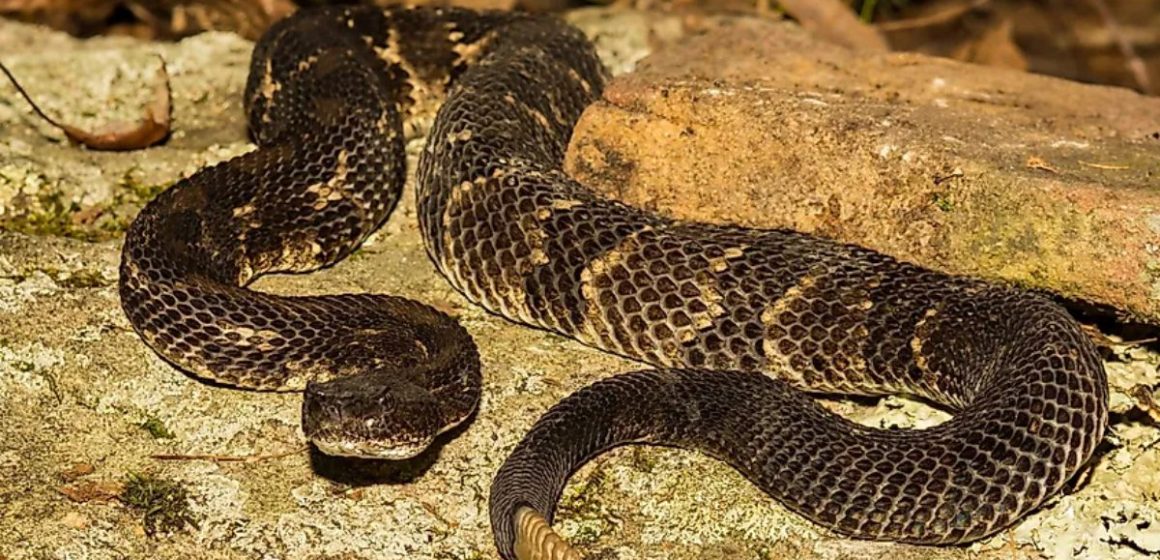 The Most Snake-infested Counties in Pennsylvania Is Your Area at Risk