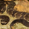 The Most Snake-infested Counties in Pennsylvania Is Your Area at Risk