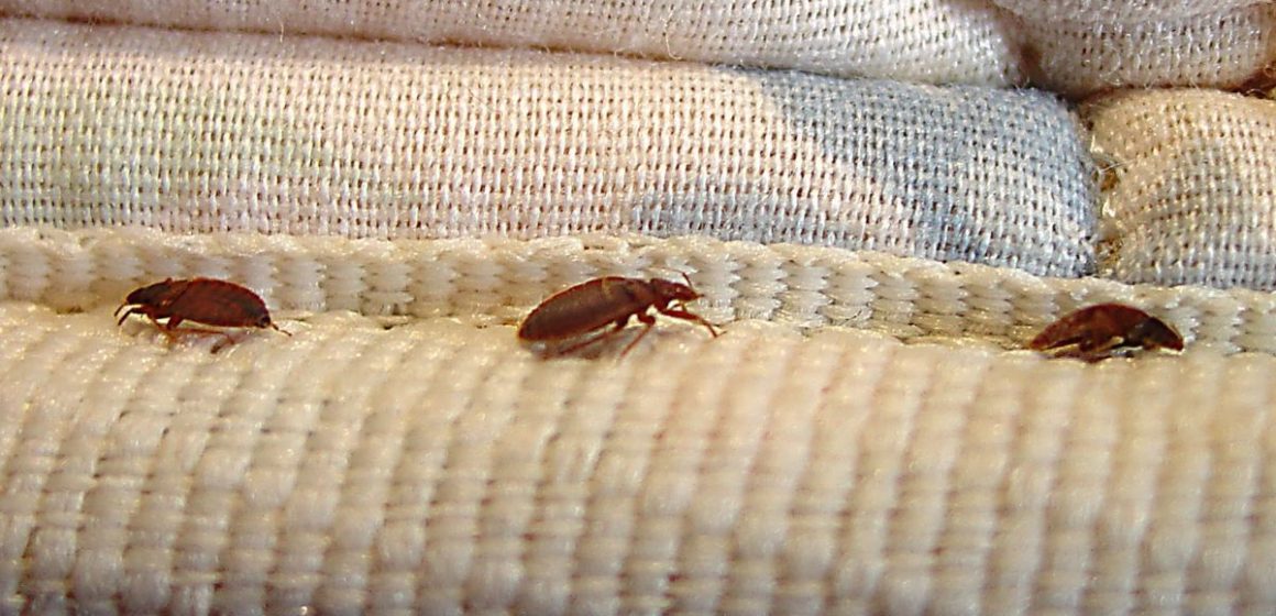 Bedbug Alert 5 Maryland Cities Hit Severely with Bedbugs Attack