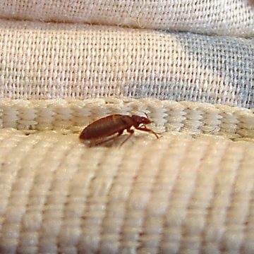 Bedbug Alert 5 Maryland Cities Hit Severely with Bedbugs Attack