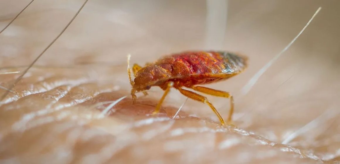 Bedbug Alert 5 Tennessee Cities Hit Severely with Bedbugs Attack