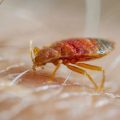 Bedbug Alert 5 Tennessee Cities Hit Severely with Bedbugs Attack