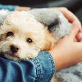 Best Dogs for New Owners Low-Maintenance & Loving Breeds