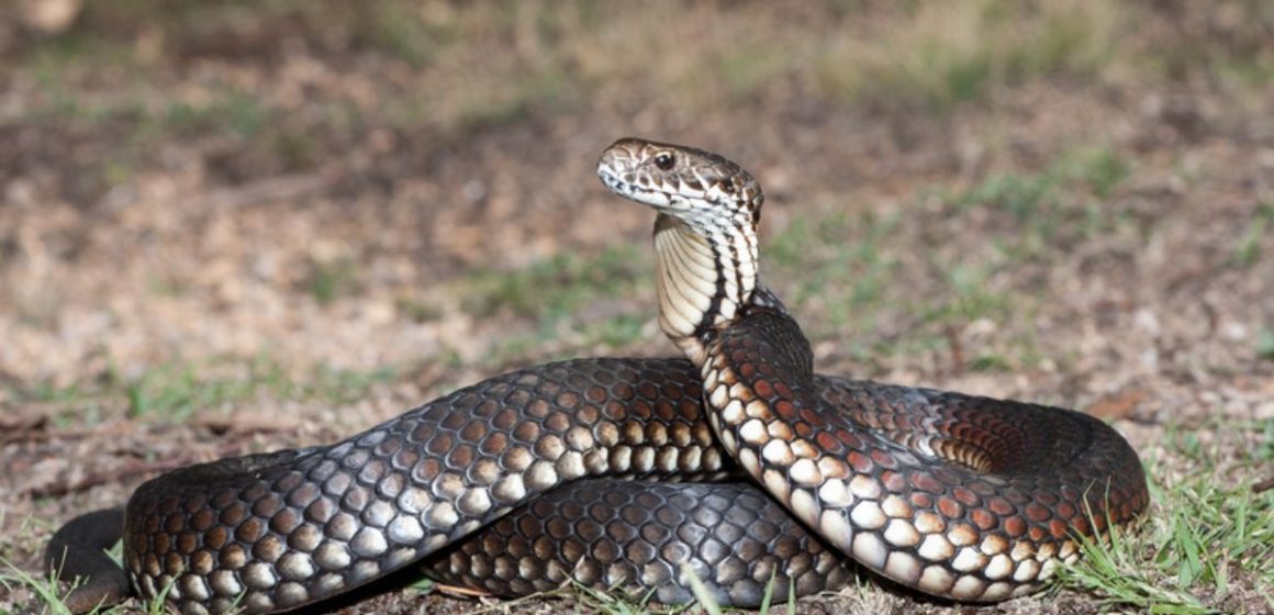 Beware The Proximity of Snake-Infested Regions in Virginia May Surprise You