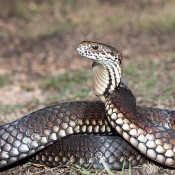 Beware The Proximity of Snake-Infested Regions in Virginia May Surprise You