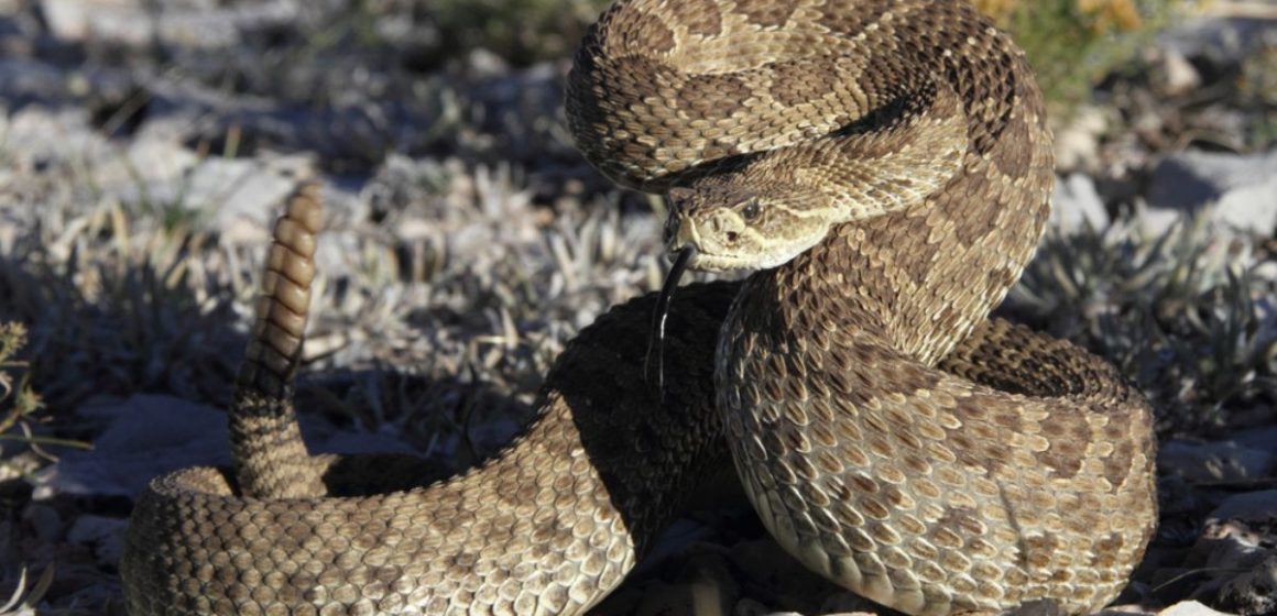 Beware! These Pennsylvania Counties Are Overrun with Snakes