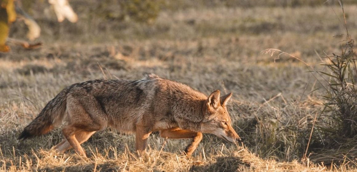 Michigan Alert 5 Dangerous Animals Taking Over Michigan