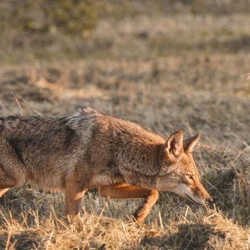 Michigan Alert 5 Dangerous Animals Taking Over Michigan