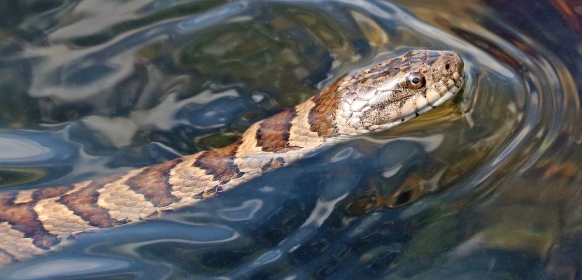 Slithering Alert The Top Snake-Infested Lakes in Nevada You Need to Avoid!