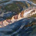 Slithering Alert The Top Snake-Infested Lakes in Nevada You Need to Avoid!