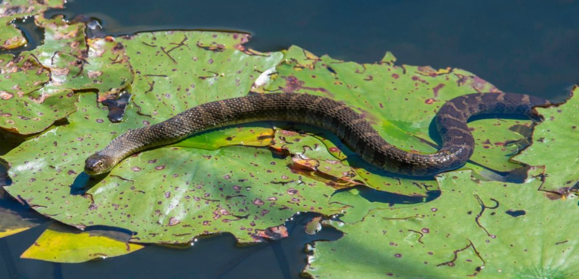 Slithering Alert Top 3 Most Snake-Infested Lakes in Arkansas to Watch-Out