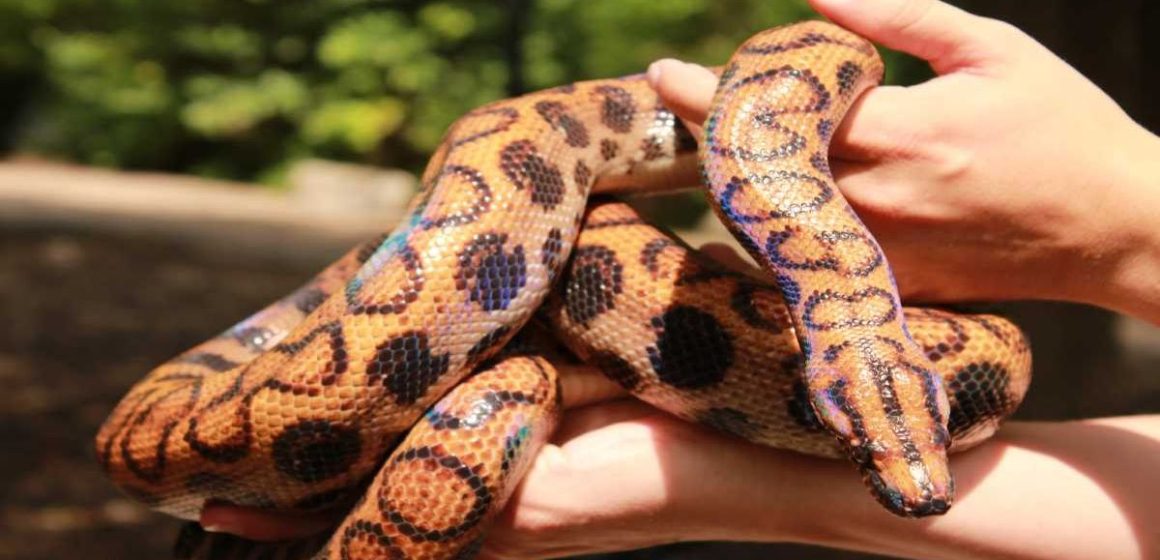 Snake-Infested Lakes in New Hampshire Beware of the Slithering and Quiet Danger