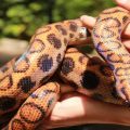 Snake-Infested Lakes in New Hampshire Beware of the Slithering and Quiet Danger