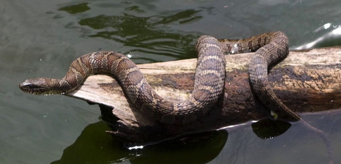 The 5 Most Snake-Infested Lakes in California—Beware of These Danger Zones