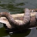 The 5 Most Snake-Infested Lakes in California—Beware of These Danger Zones