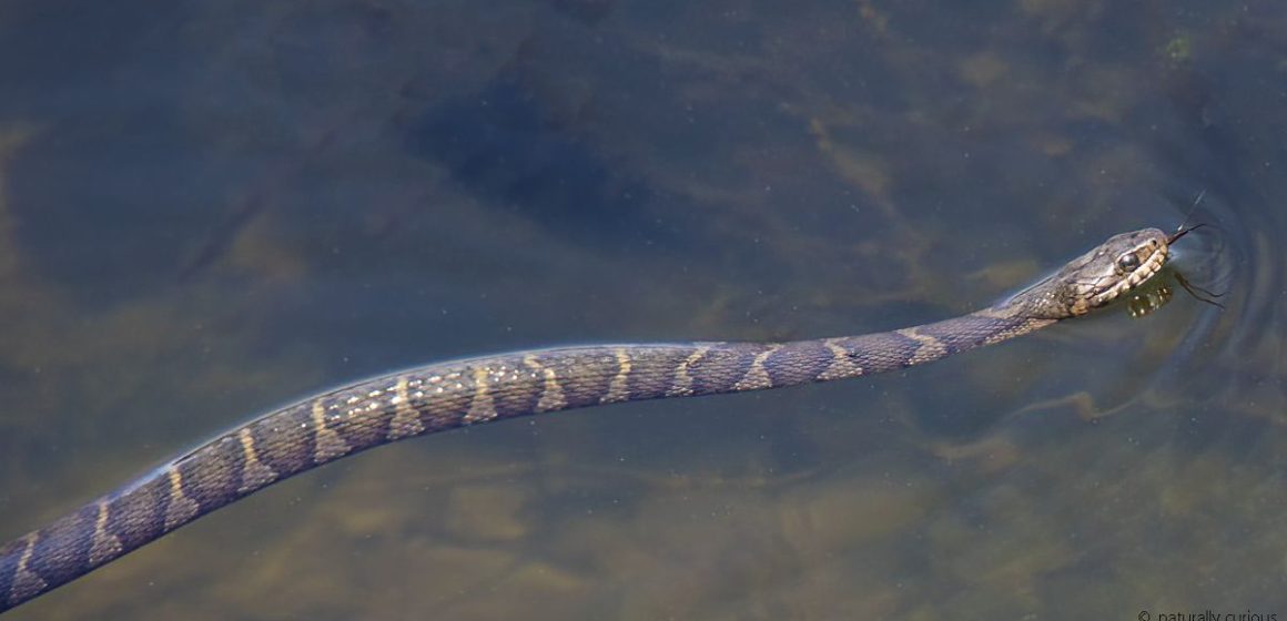 The 5 Most Snake-Infested Lakes in Indiana—Beware of These Danger Zones