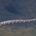 The 5 Most Snake-Infested Lakes in Indiana—Beware of These Danger Zones