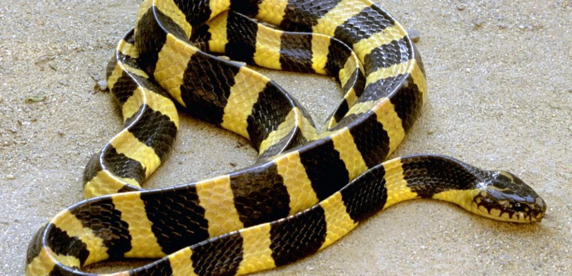 Watch Out You Might Be Surprised By How Close You Are To Areas With Snakes In South Dakota