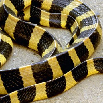 Watch Out You Might Be Surprised By How Close You Are To Areas With Snakes In South Dakota