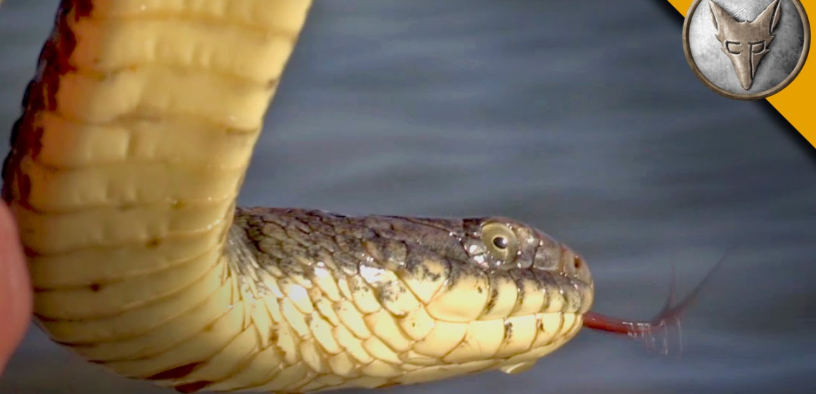 The 5 Most Snake-Infested Lakes in Tennessee —Beware of These Danger Zones