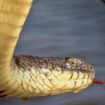 The 5 Most Snake-Infested Lakes in Tennessee —Beware of These Danger Zones