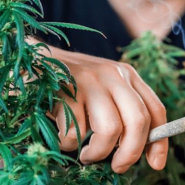 2025 Florida Law Update Can Cops Search Your Car Based on the Smell of Marijuana Alone