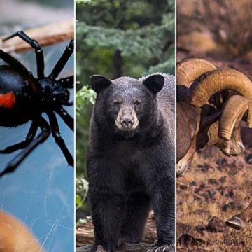 5 Dangerous Animals Making Their Way Into Michigan — and Heading Toward Indiana