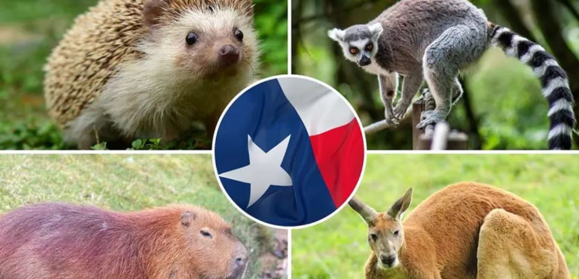 Banned Pets in Texas These 7 Dangerous Animals You Can’t Legally Own
