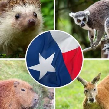 Banned Pets in Texas These 7 Dangerous Animals You Can’t Legally Own