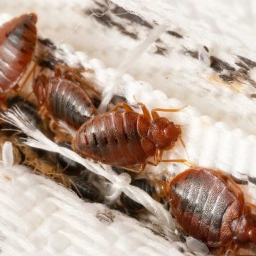 Bedbug Alert 5 Tennessee Cities Face Severe Infestations Impacting Residents and Tourism