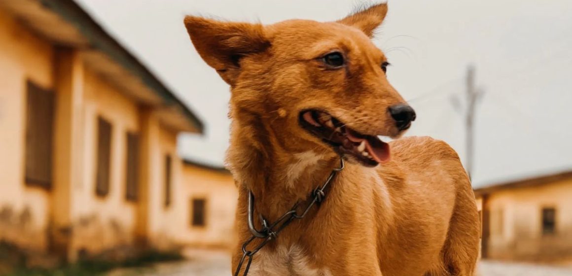 Is It Illegal to Chain Your Dog Outside in Vermont Here’s What the Law Says