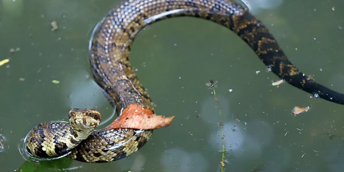 The Most Snake-infested Lakes in Indiana What You Need to Know Before Swimming or Boating