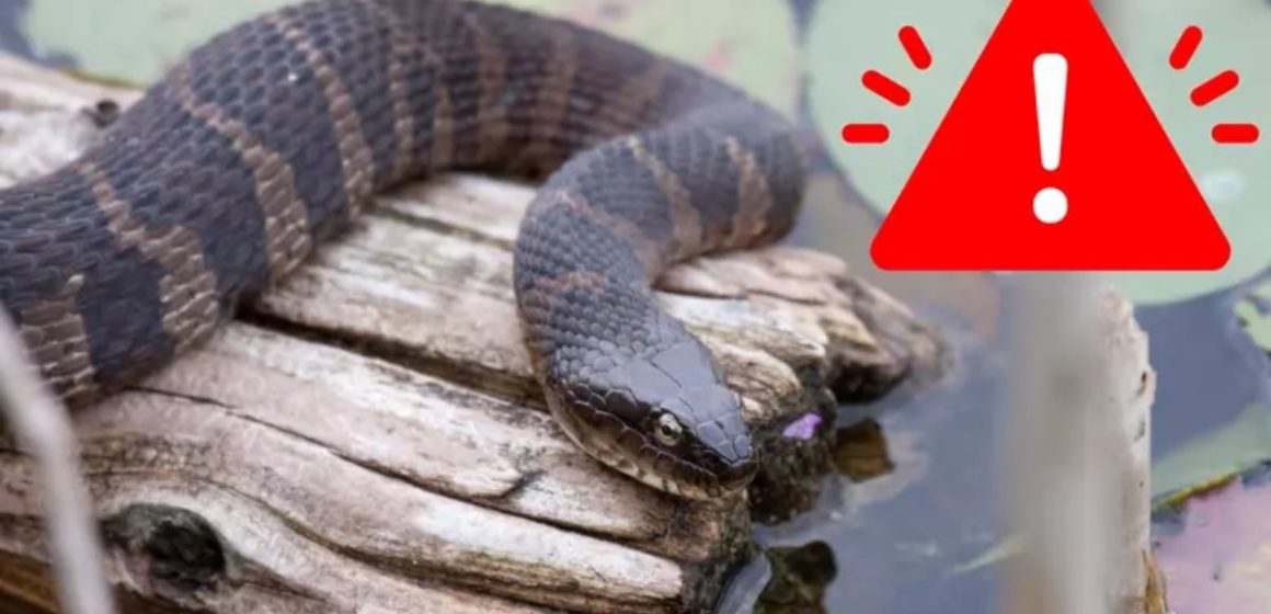 The Most Snake-infested Lakes in Indiana What You Need to Know Before Swimming or Boating