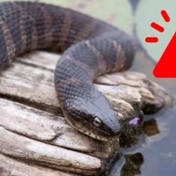 The Most Snake-infested Lakes in Indiana What You Need to Know Before Swimming or Boating