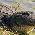 These 5 Giant Alligators Found in Texas Will Make You Think Twice About Swimming (1)