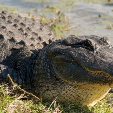 These 5 Giant Alligators Found in Texas Will Make You Think Twice About Swimming (1)
