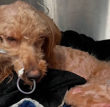 Massachusetts Society for the Prevention of Cruelty of Animals announces dog found on the side of the highway humanely euthanized