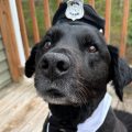 Westport Police Department announces passing of beloved active-duty K9