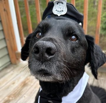 Westport Police Department announces passing of beloved active-duty K9