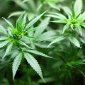 Massachusetts House to Vote on Sweeping Cannabis Reform Bill, Regulating Hemp Products