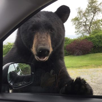 Bear sightings increasing across Massachusetts and Rhode Island; here is how you can protect yourself