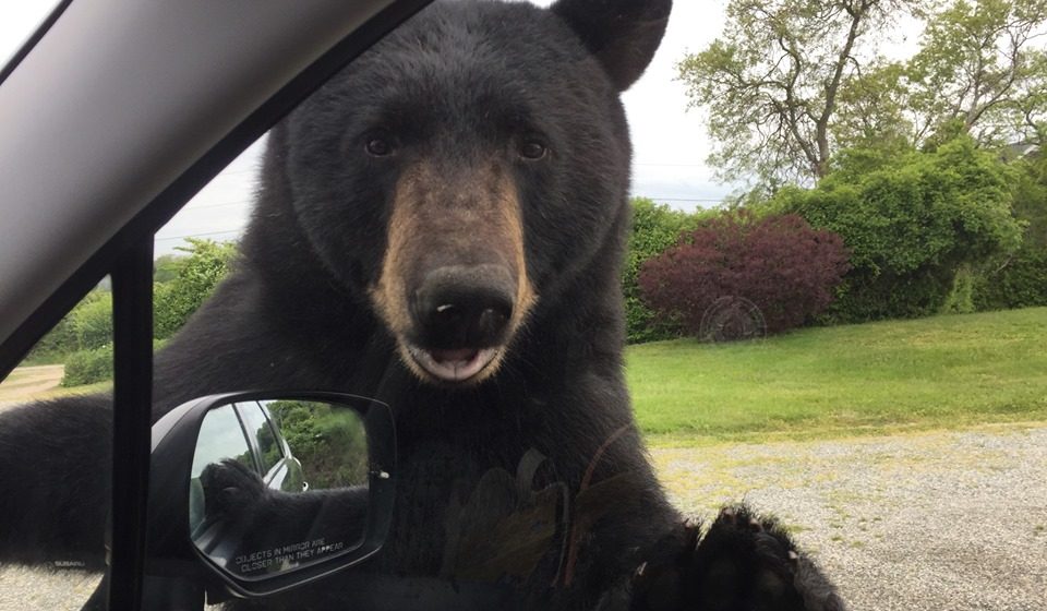 Bear sightings increasing across Massachusetts and Rhode Island; here is how you can protect yourself