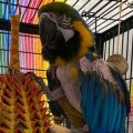 You won’t believe the language that comes out of this parrot up for adoption in Fall River