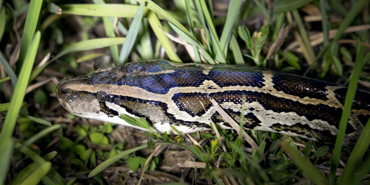 Florida Python Challenge 2025 How many pythons were caught during the annual hunt